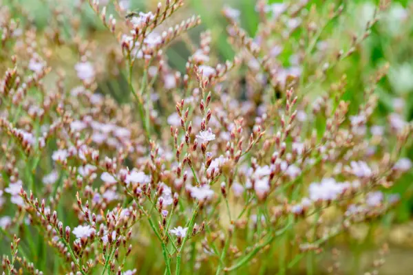 Lamponia schön 'Blue Diamond'