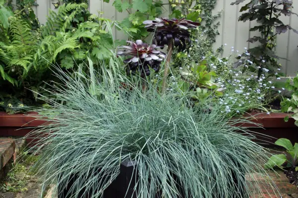 Aeonium aboreum and festuca