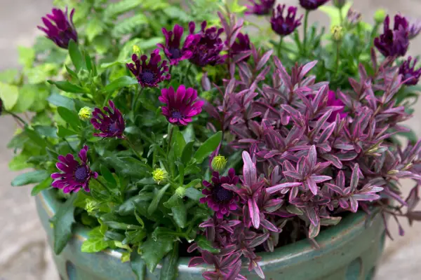 Osteospermum, hebe and fern