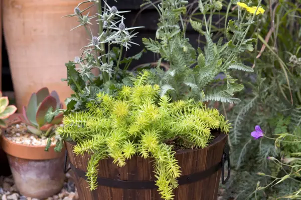 Eryngium, achillea and sedum pot container display