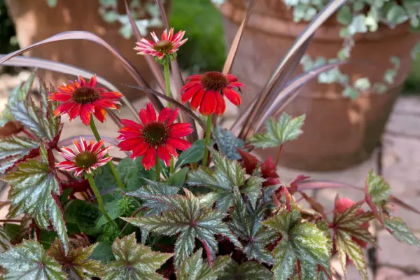 Phormium, echinacea, begonia pot