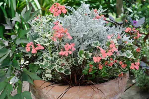 Pelargonium, ipomoea, diascia and senecio