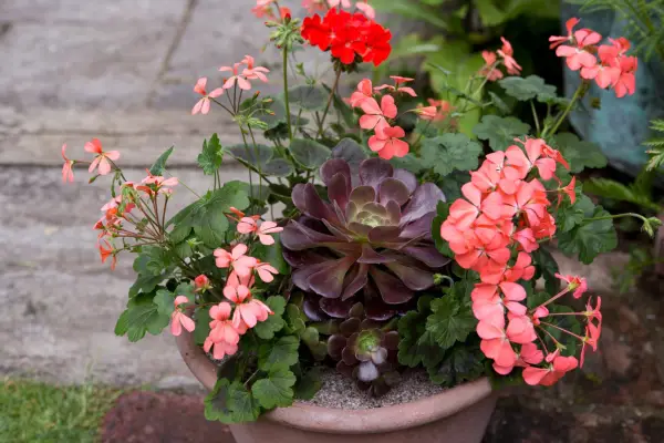 Pelargoniums and aeonium