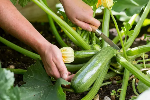 Harvesting courgettes