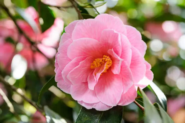 Camellia