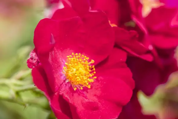 Rosa 'alfombra de flor de terciopelo rojo'