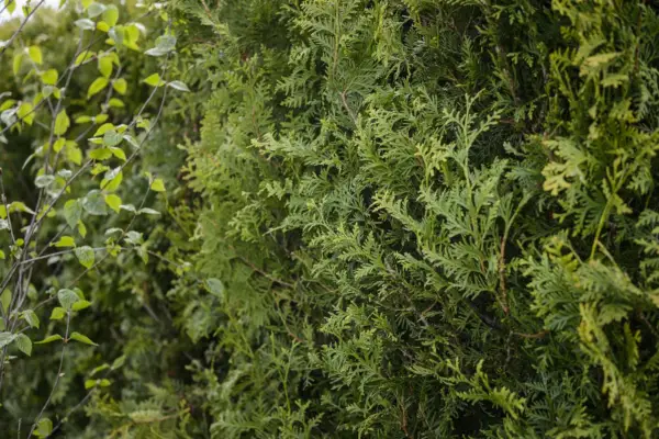 Thuja plicata