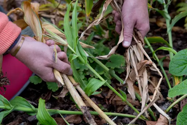 Clearing old stems and foliage from a border