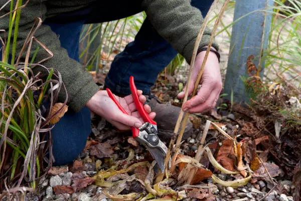 Cutting down old vegetable plants