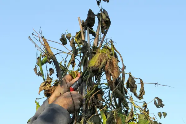 Removing old runner bean stems from a wigwam support