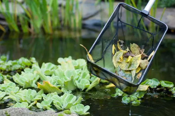 Scooping autumn leaves from a pond using a net