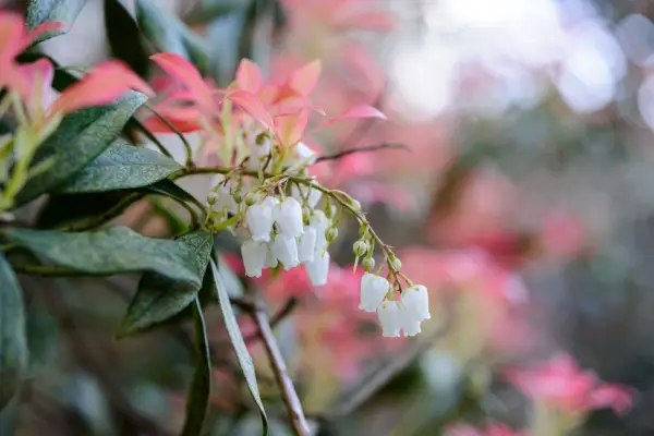 10 plantas para solos ácidos