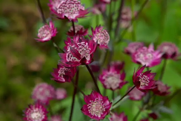 Deep cherry-red flowers of Astrantia 
