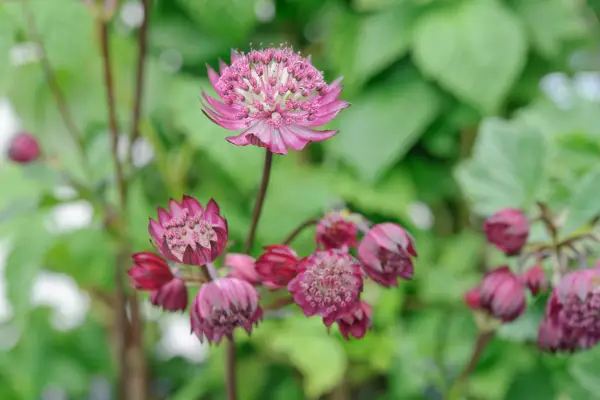 Astrantia 