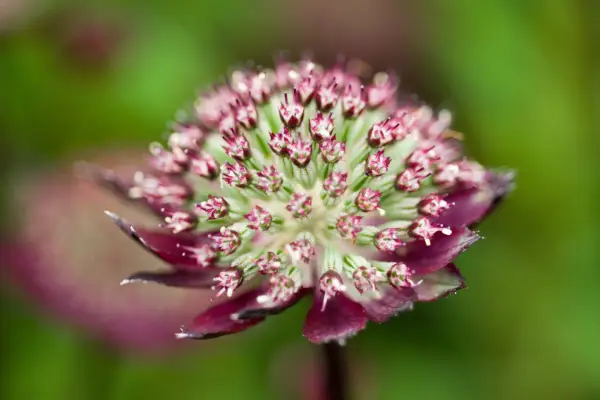 Astrantia ‘Bloody Mary