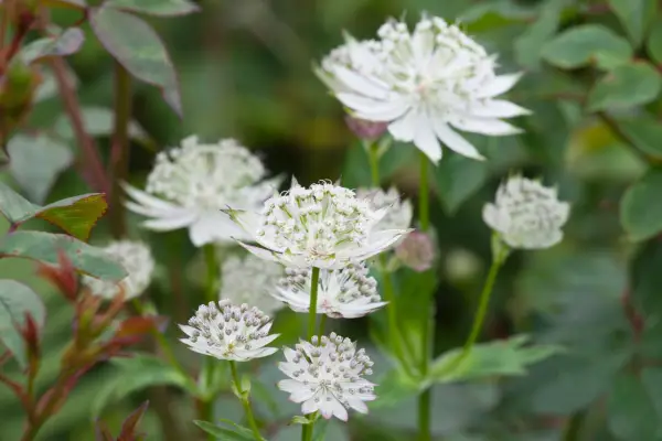 White flowers of Astrantia major 