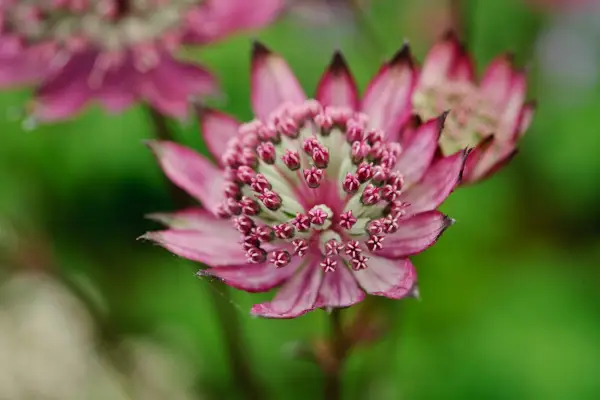 Maroon red blooms of Astrantia major 