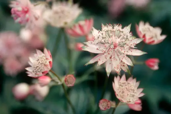 White-pink blooms of Astrantia major var. rosea