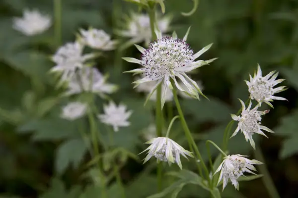 Green-tipped white flowers of Astrantia 