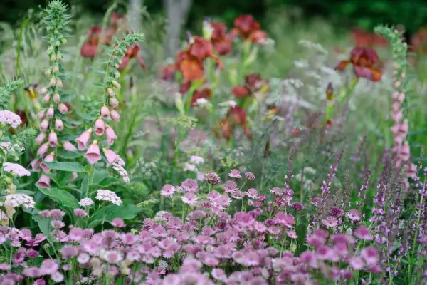 Pink and green flowers of Astrantia 