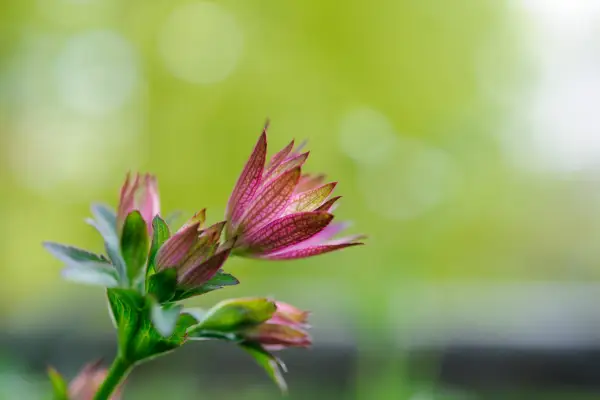 Carmine-red flowers of Astrantia 