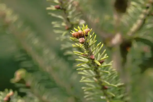 Abies Balsamea