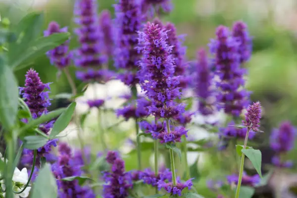 Agastache 'Blue Boa'