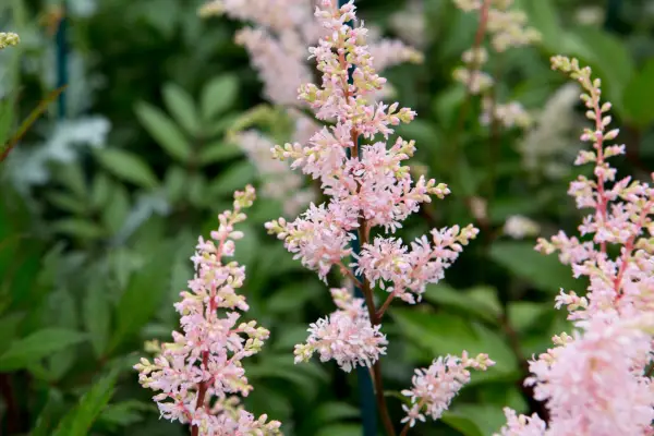 Astilbe „Peach Blossom”