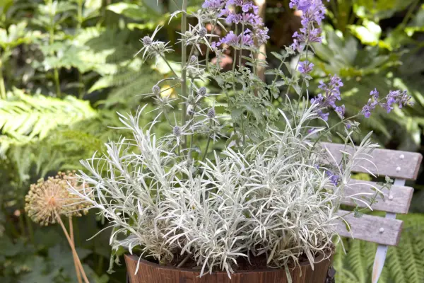 Helichrysum, eryngium and nepeta