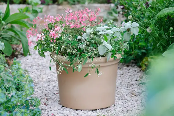 Salvia, plectranthus and euphorbia