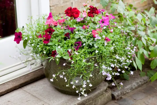 Pelargonium, petunia, busy Lizzie and trailing lobelia