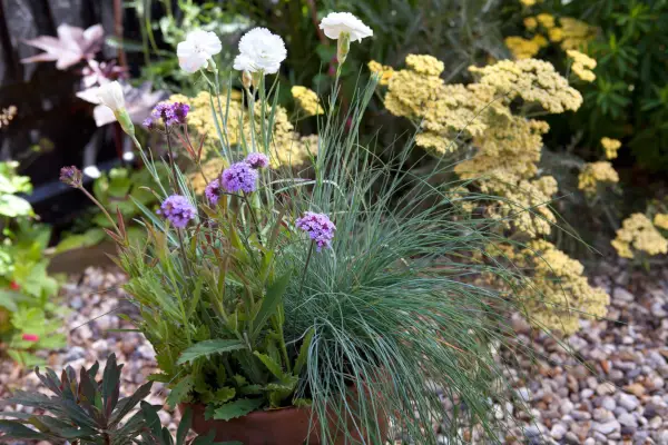 Dianthus, verbena and festuca
