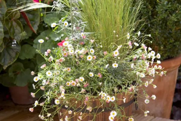 Stipa, erigeron and eryngium