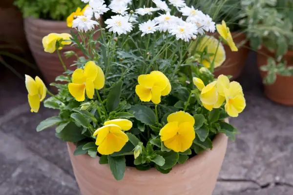 Argyranthemum, pansy and stipa