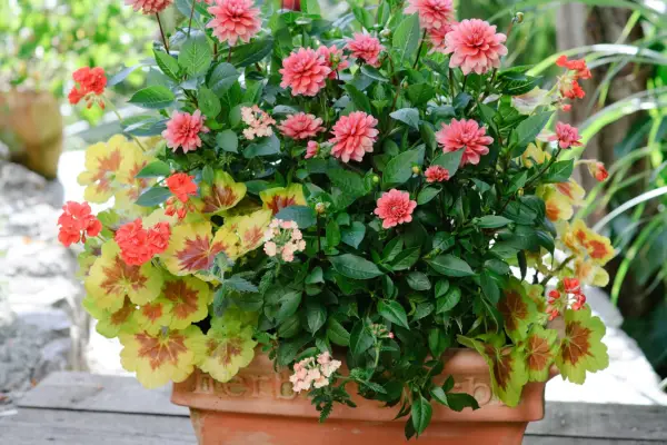 Dahlia, pelargonium and verbena