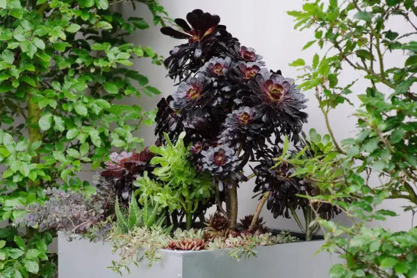 Aeonium, aloe vera, sempervivum and sedum