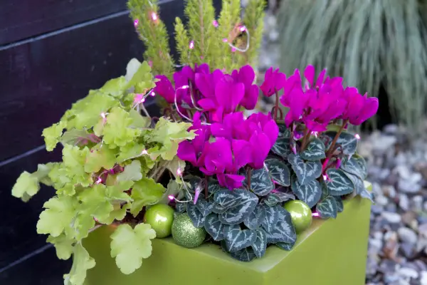Heuchera and cyclamen Christmas pot