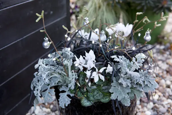 Senecio, cyclamen and ophiopogon container
