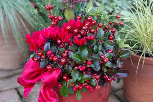 Cyclamen, skimmia and gaultheria pot