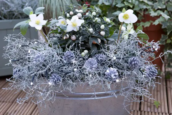 Hellebore and Jerusalem cherry container