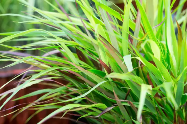 Hakonechloa Macra „Beni-Kaze”