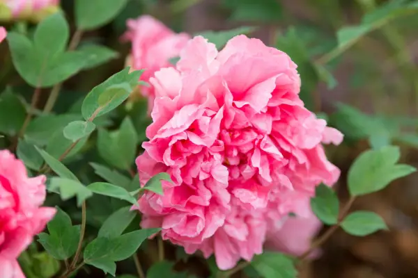 Paeonia 'Reine Elizabeth'