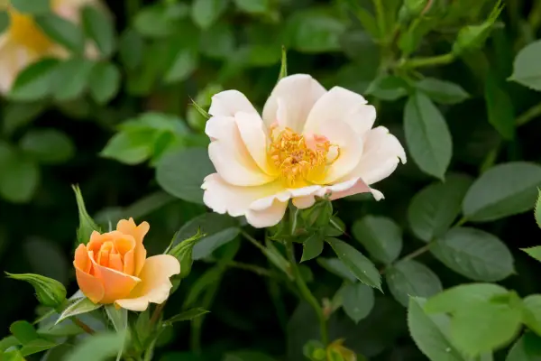 Pinky-yellow flowers of Rosa 