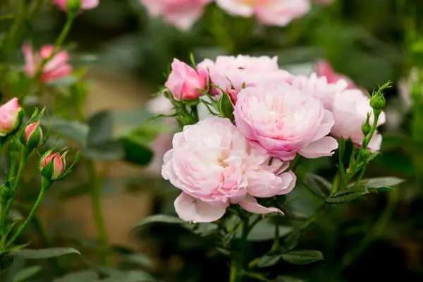 Large pale-pink flowers of Rosa 