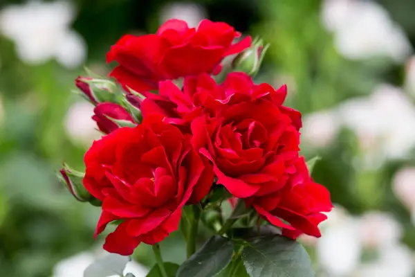 Bright-red blooms of Rosa 
