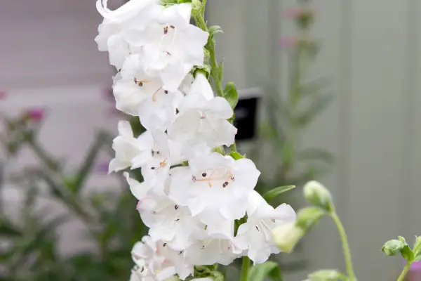 Penstemon 'White Bedder'