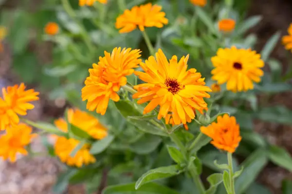 Calendula officinalis