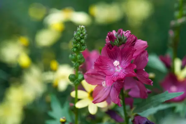 Sidalcea 'Wine Red'