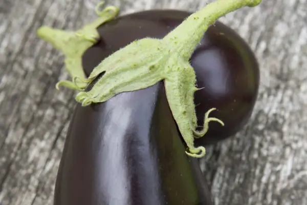 Solanum Melonna 'Black obrovská'