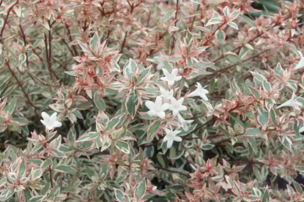 Abelia x Grandiflora „Sucked mandle“